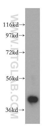 POLDIP2 Antibody in Western Blot (WB)