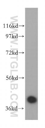 POLDIP2 Antibody in Western Blot (WB)