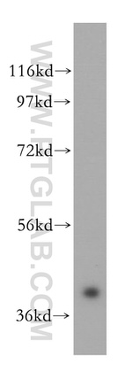 POLDIP2 Antibody in Western Blot (WB)