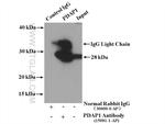 PDAP1 Antibody in Immunoprecipitation (IP)