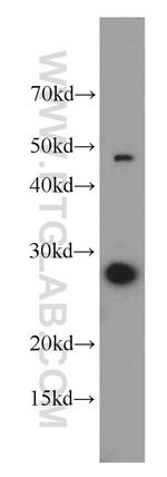 PDAP1 Antibody in Western Blot (WB)
