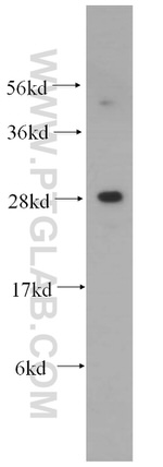 PDAP1 Antibody in Western Blot (WB)