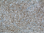 SNRPG Antibody in Immunohistochemistry (Paraffin) (IHC (P))