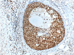 SNRPG Antibody in Immunohistochemistry (Paraffin) (IHC (P))