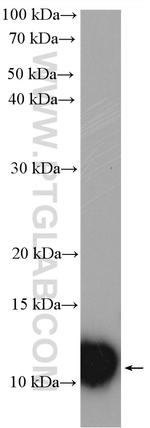 SNRPG Antibody in Western Blot (WB)