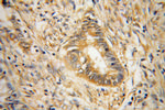 RPS19 Antibody in Immunohistochemistry (Paraffin) (IHC (P))