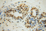 POLR2H Antibody in Immunohistochemistry (Paraffin) (IHC (P))