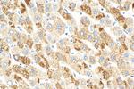 SEC61B Antibody in Immunohistochemistry (Paraffin) (IHC (P))