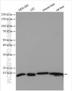 SEC61B Antibody in Western Blot (WB)