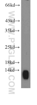 SEC61B Antibody in Western Blot (WB)