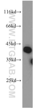 RIMS3 Antibody in Western Blot (WB)