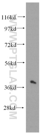 RIMS3 Antibody in Western Blot (WB)