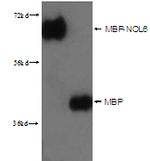 MBP-Tag Antibody in Western Blot (WB)