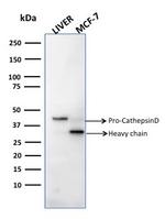 Cathepsin D Antibody in Western Blot (WB)