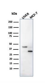Cathepsin D Antibody in SDS-PAGE (SDS-PAGE)