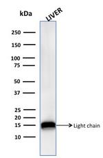 Cathepsin D Antibody in Western Blot (WB)