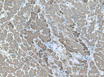 ALDH3A2 Antibody in Immunohistochemistry (Paraffin) (IHC (P))
