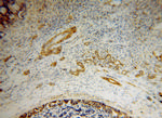 ALDH3A2 Antibody in Immunohistochemistry (Paraffin) (IHC (P))