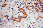 ALDH3A2 Antibody in Immunohistochemistry (Paraffin) (IHC (P))