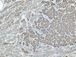 ALDH3A2 Antibody in Immunohistochemistry (Paraffin) (IHC (P))
