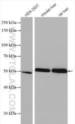 ALDH3A2 Antibody in Western Blot (WB)