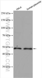 ALG2 Antibody in Western Blot (WB)