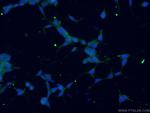 GMPPB Antibody in Immunocytochemistry (ICC/IF)