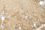 LGMN Antibody in Immunohistochemistry (Paraffin) (IHC (P))