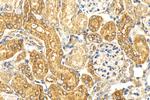 LGMN Antibody in Immunohistochemistry (Paraffin) (IHC (P))