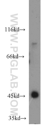 INPP5K Antibody in Western Blot (WB)