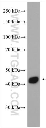 IL10RB Antibody in Western Blot (WB)