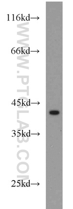 IL10RB Antibody in Western Blot (WB)