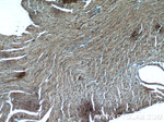MGAT1 Antibody in Immunohistochemistry (Paraffin) (IHC (P))