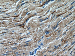 MGAT1 Antibody in Immunohistochemistry (Paraffin) (IHC (P))