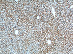 MGAT1 Antibody in Immunohistochemistry (Paraffin) (IHC (P))