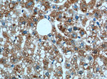 MGAT1 Antibody in Immunohistochemistry (Paraffin) (IHC (P))