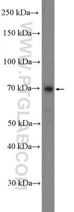 TNIP1 Antibody in Western Blot (WB)