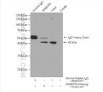 RABEPK/p40 Antibody in Immunoprecipitation (IP)