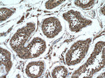 PCSK4 Antibody in Immunohistochemistry (Paraffin) (IHC (P))