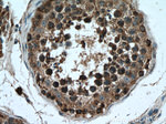 PCSK4 Antibody in Immunohistochemistry (Paraffin) (IHC (P))