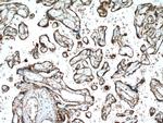 PCSK4 Antibody in Immunohistochemistry (Paraffin) (IHC (P))