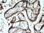 PCSK4 Antibody in Immunohistochemistry (Paraffin) (IHC (P))