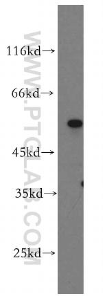 PCSK4 Antibody in Western Blot (WB)