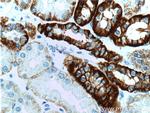 Cadherin-16 Antibody in Immunohistochemistry (Paraffin) (IHC (P))