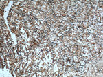 Cadherin-16 Antibody in Immunohistochemistry (Paraffin) (IHC (P))