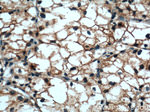 Cadherin-16 Antibody in Immunohistochemistry (Paraffin) (IHC (P))