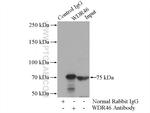 WDR46 Antibody in Immunoprecipitation (IP)
