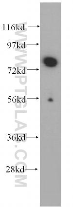 WDR46 Antibody in Western Blot (WB)