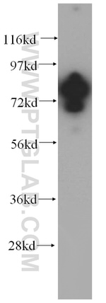 WDR46 Antibody in Western Blot (WB)