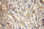 NSDHL Antibody in Immunohistochemistry (Paraffin) (IHC (P))